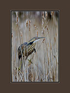 American Bittern